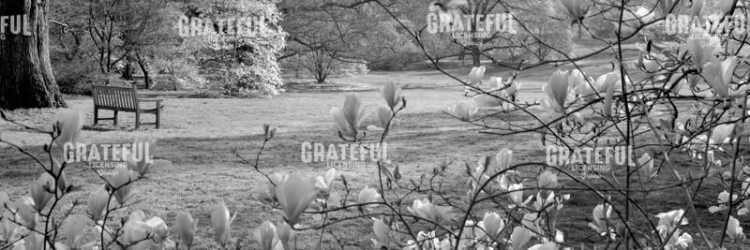 Hampton Magnolia #1