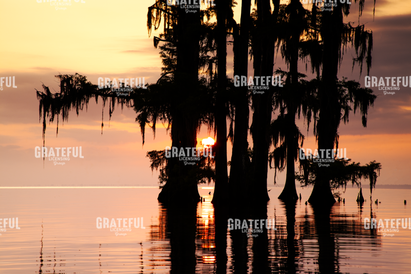 Sunrise Through the Cypress