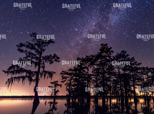 Star Bright Swamp