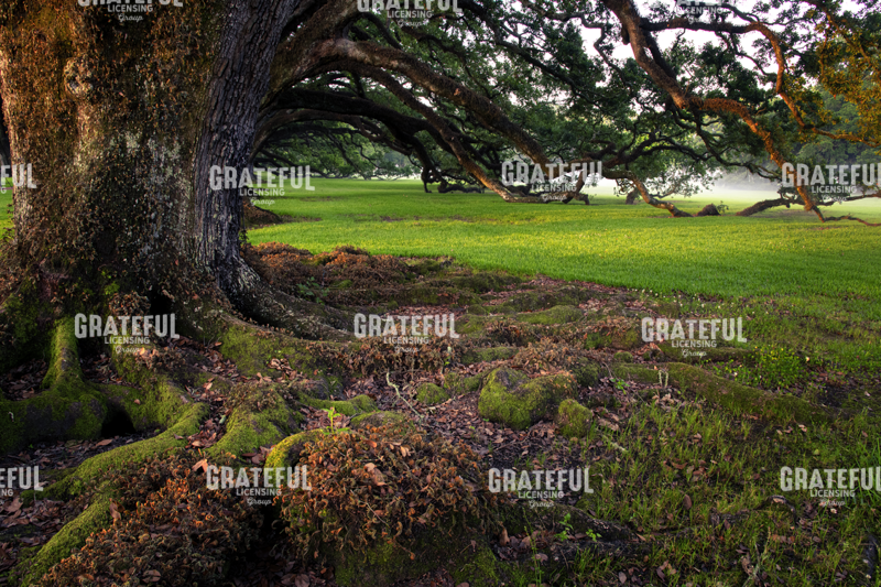 Outside the Alley- Oak Alley