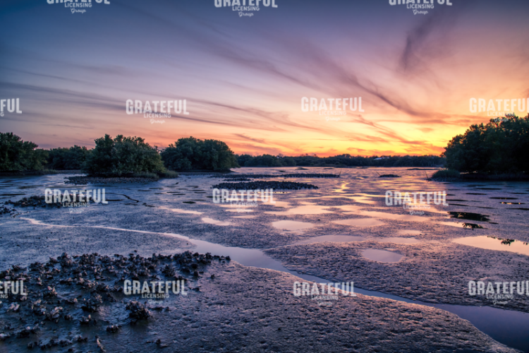 Low Tide