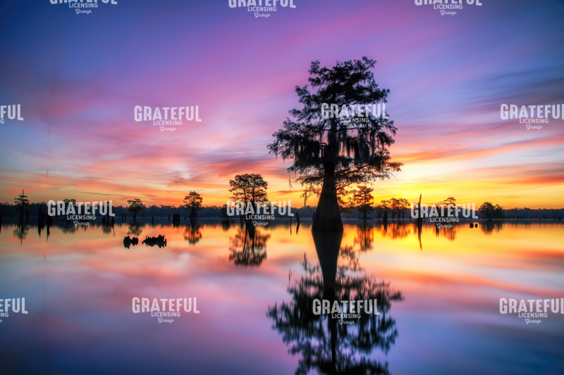 Sunrise through the Cypress