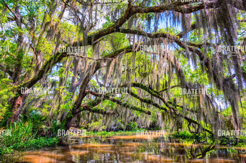 Bayou Oaks