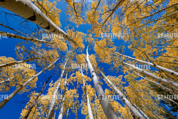 White Aspen Grove