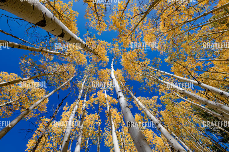 White Aspen Grove