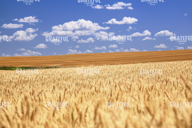 Breadbasket