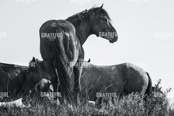 Wild Stallion