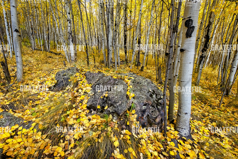 Aspen Carpet