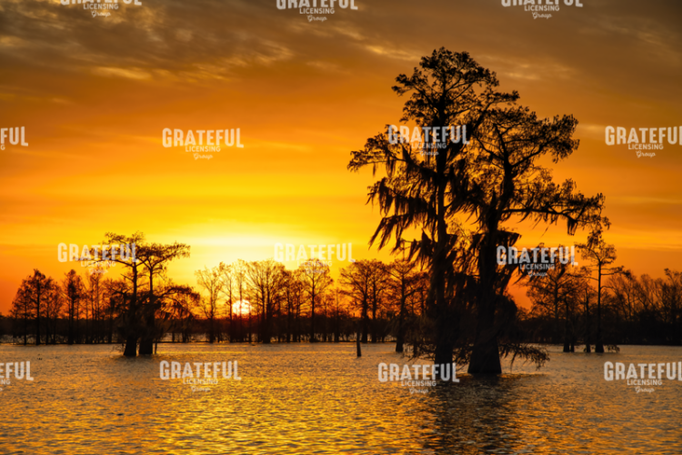 Louisiana Gold