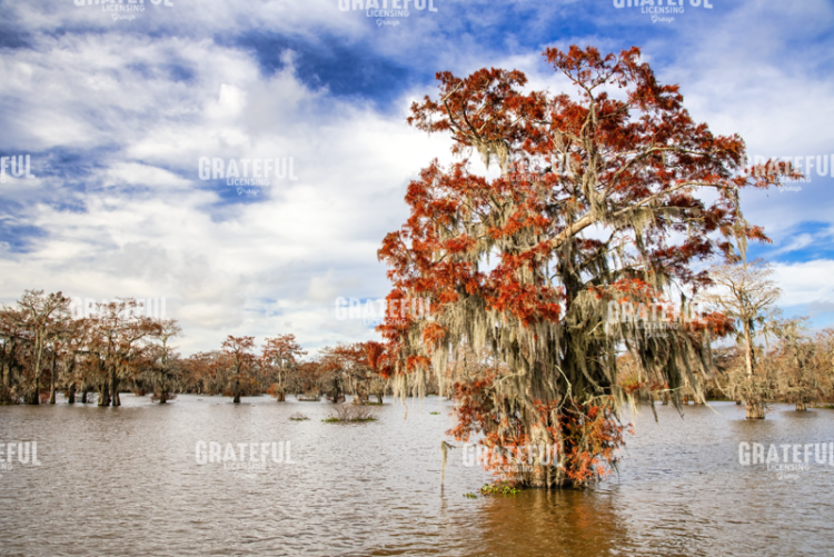 Fall in the Swamp