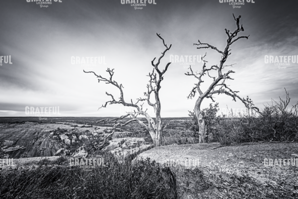Enchanted View