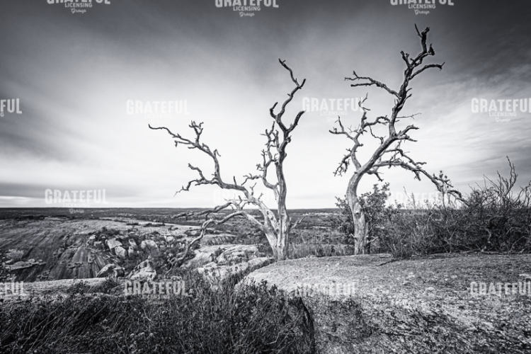 Enchanted View
