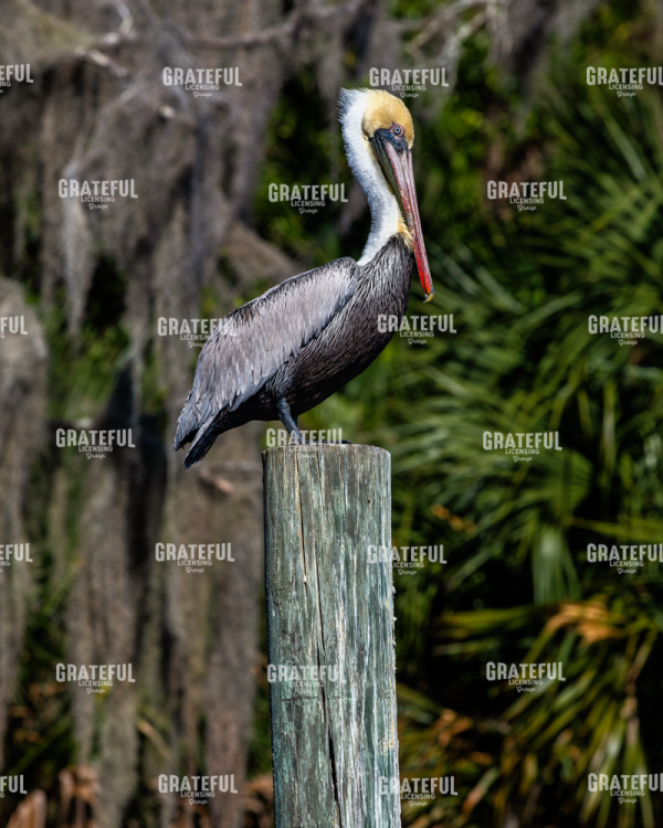 Pelican on Point