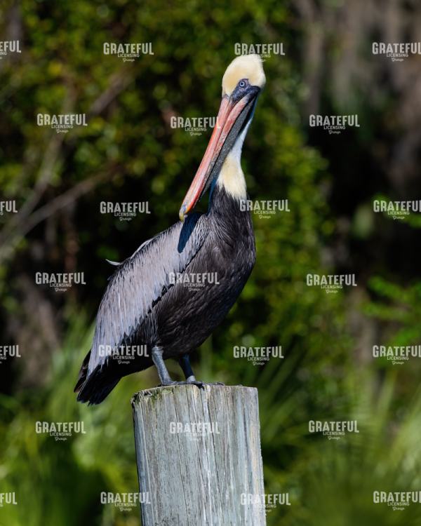 Pelican Watching