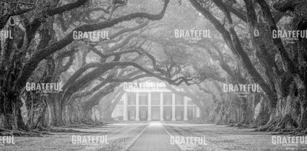 Oak Alley Fog
