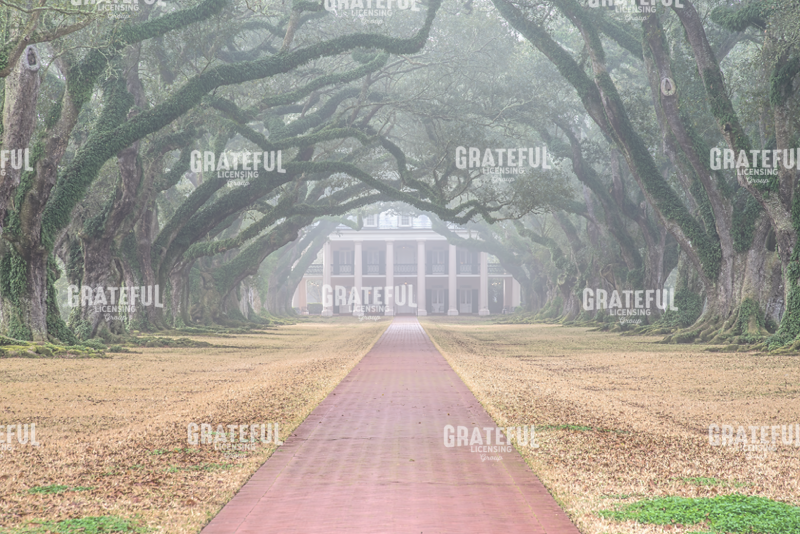 Foggy Oak Alley
