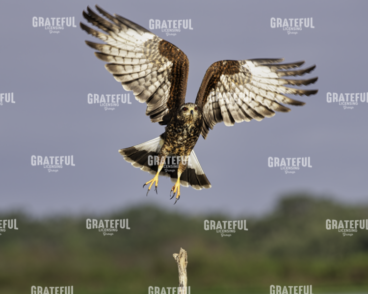 Grabbing Air Snail Kite in Flight