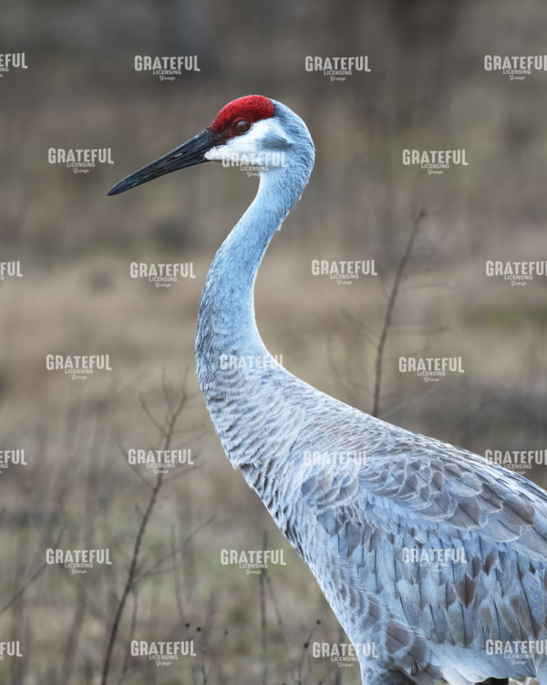 Sandhill Crane in Profile