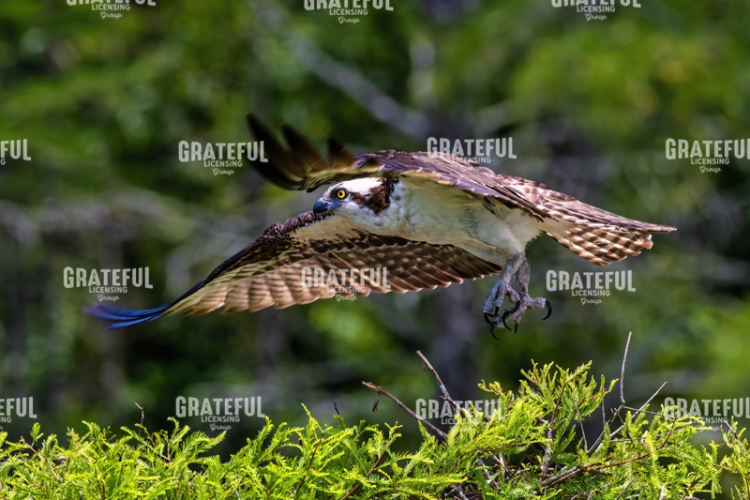Osprey Liftoff