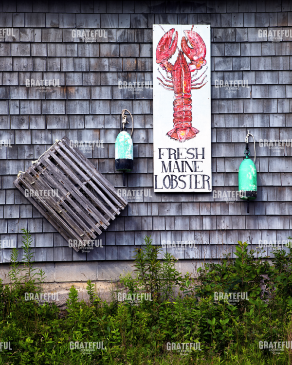 Fresh Maine Lobster