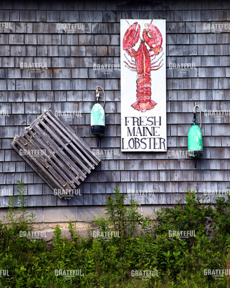 Fresh Maine Lobster