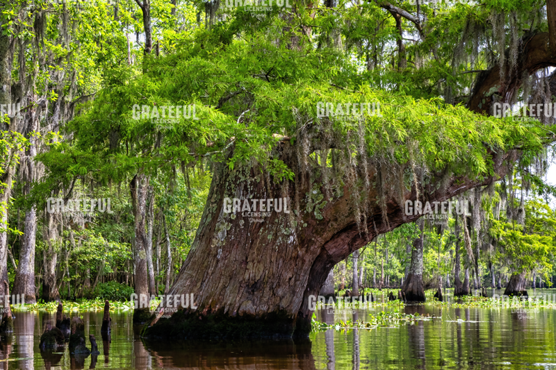 Blind River Umbrella