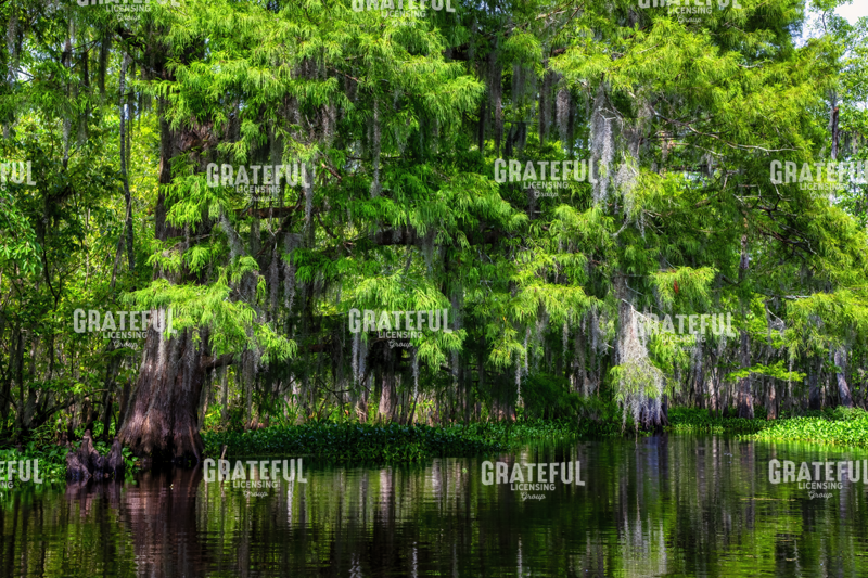 Along Tchackehou Bayou
