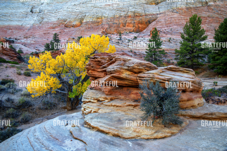 Zion Gold