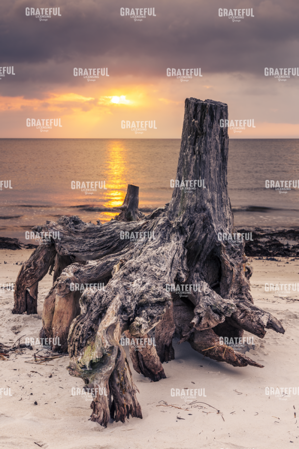 Sunrise Over Mashes Sands Stump
