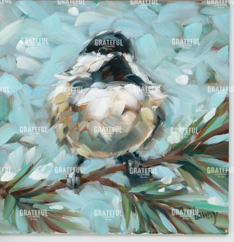 Chickadee on Pine