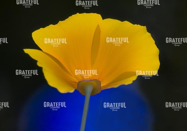 California Poppy
