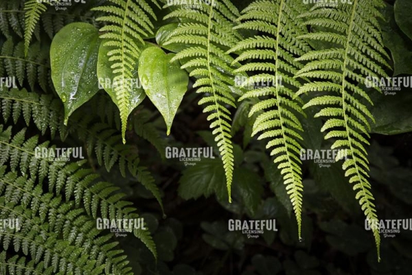 Fern Enchantment