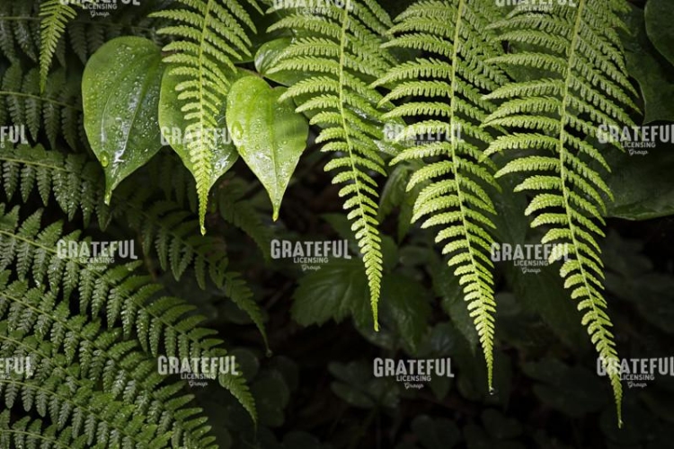 Fern Enchantment