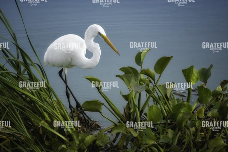 Stalking Egret