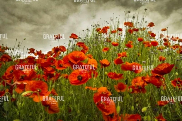 Bobbie's Poppies