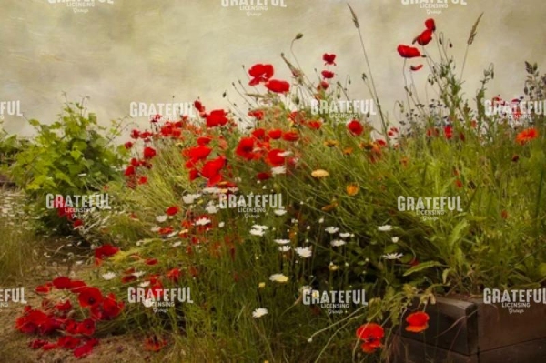 Poppy Garden