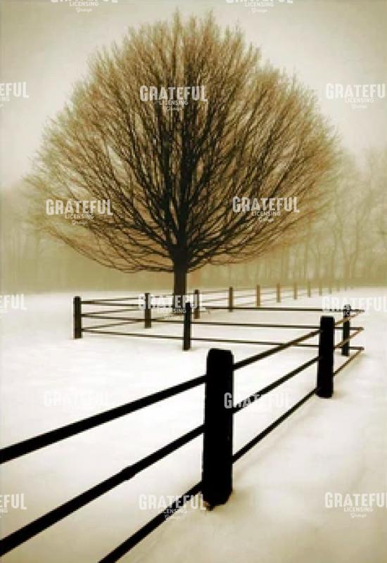 Solitude