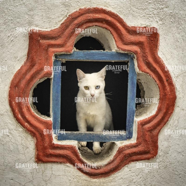 A Cat's Eye View