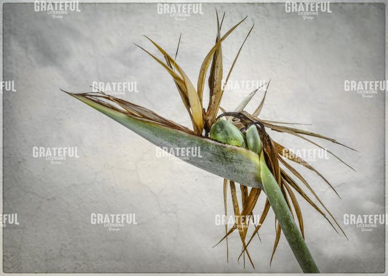 Bird of Paradise Elder