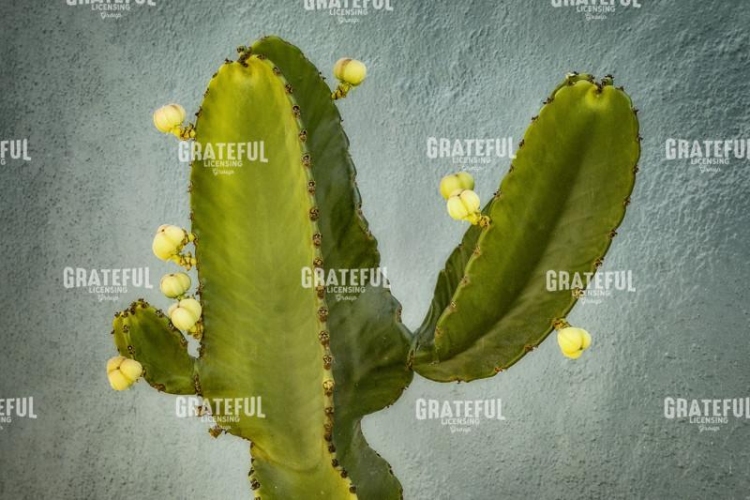Blossoming Cactus