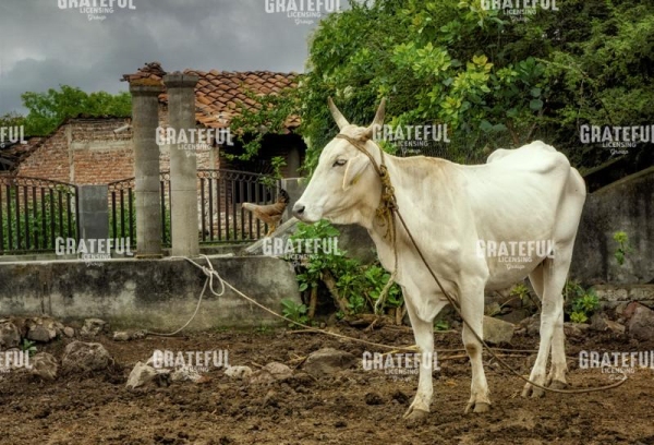 Bovine Bliss