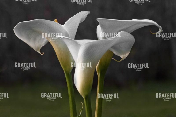 Callas
