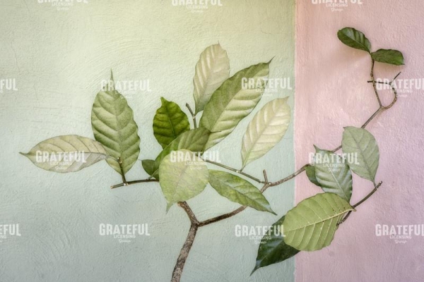 Casita Leaves