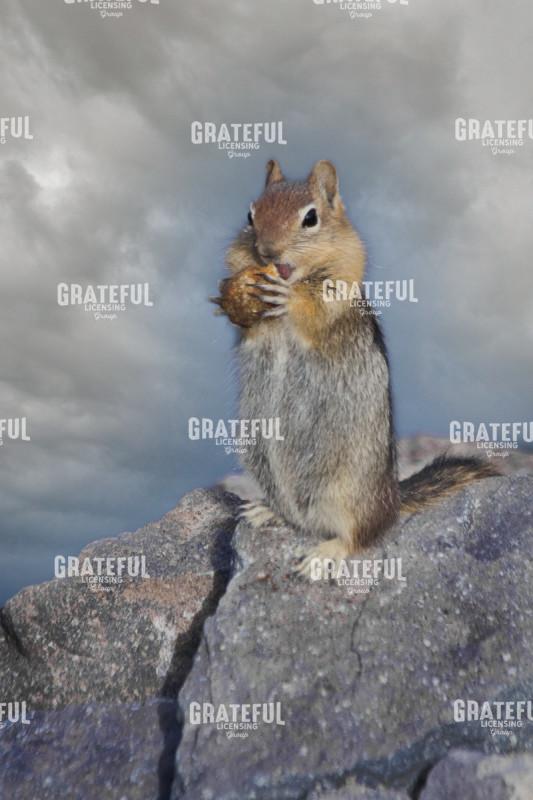 Chipmunk Eating