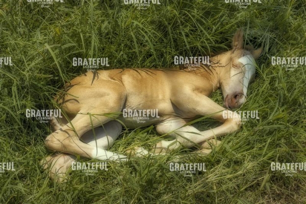 Colt Nap
