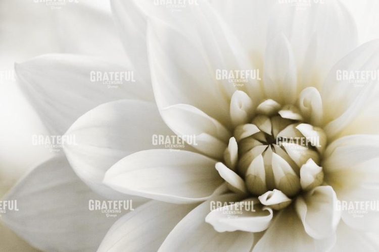 Dahlia