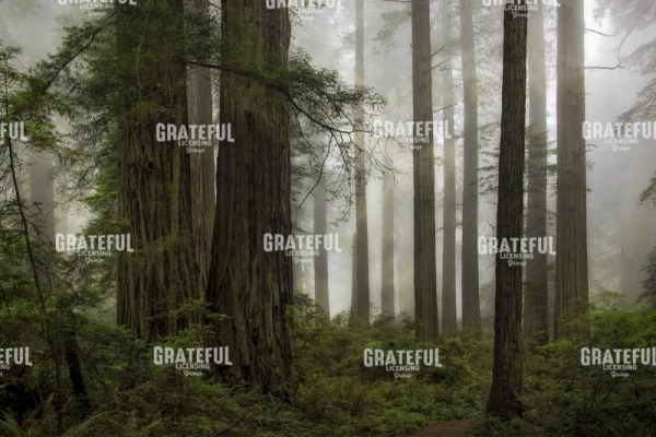 Del Norte Woods II
