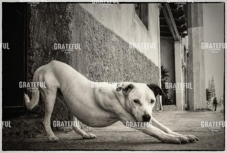 Downward Dog
