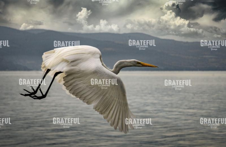 Egret in Flight II