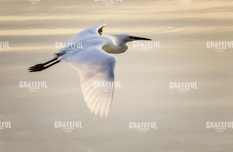Egret Over Chapala